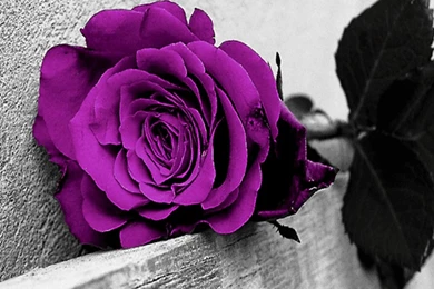 Purple Rose Wallpapers   Wallpapers Zone