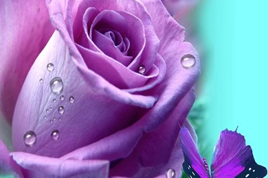 Purple Rose Live Wallpapers   Android Apps On Google Play
