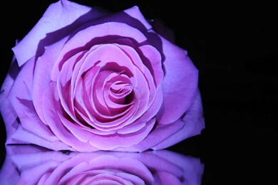 Purple Rose Reflection   Wallpapers
