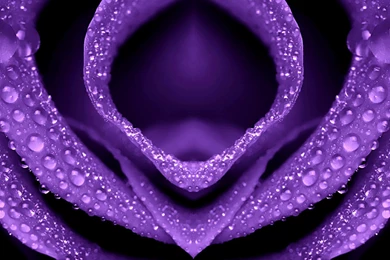 Dew Drops Purple Rose Wallpapers