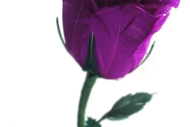 Purple rose for u wallpaper.jpg Photo By Evangelistsabbott ...