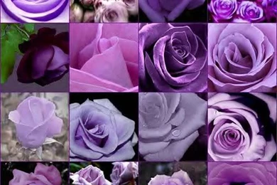 Purple Rose Wallpapers Photo By Bluuestarzz