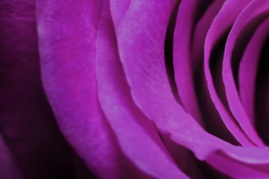 800x1280 Purple Rose Htc 8x Wallpapers