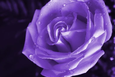 Violet Rose Wallpapers   Wallpapers Cave