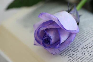 Purple Rose Live Wallpapers   Android Apps On Google Play