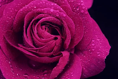 PURPLE ROSE WALLPAPER   (