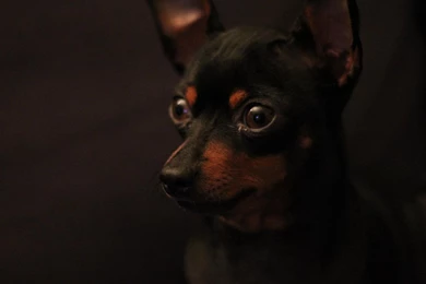 Dogs Animal House Pet Pinscher Dog Wallpapers