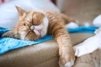 Cats Animals Teen Lonely Window Panes Animal House Wallpapers ...