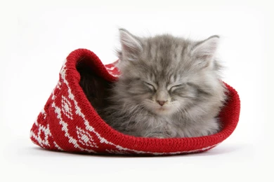 Cats: Cute Cat Animal House KITTIES Picture Gallery For HD 16:9 ...