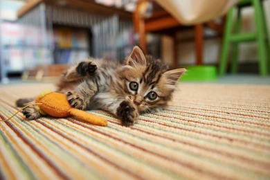Wallpaper: Cute Kitten, Playing Toy, Carpet, Floor, Pet, Animal ...