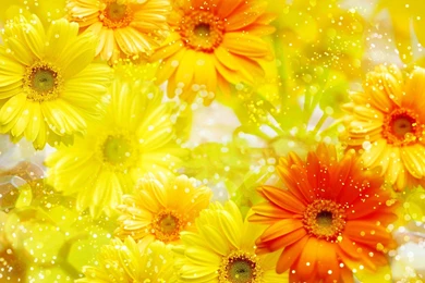 Yellow Flower Wallpapers