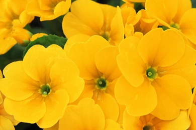 Yellow Flowers Wallpapers