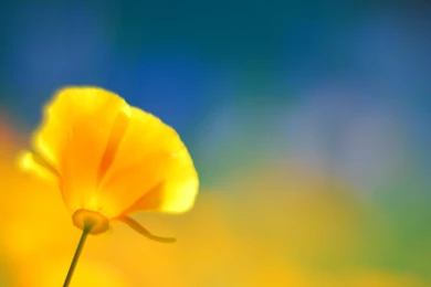 Yellow Flower Wallpapers