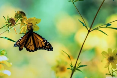 Monarch Butterfly On A Yellow Flower HD Desktop Wallpapers : High ...