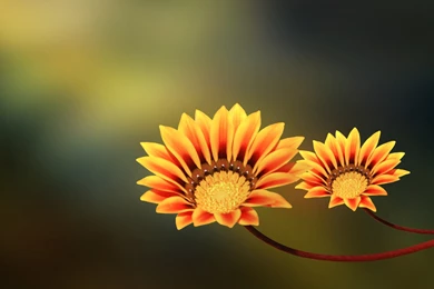 Yellow Flower Wallpapers