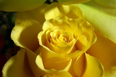 Flower Images Hd Rose And Wallpapers Download