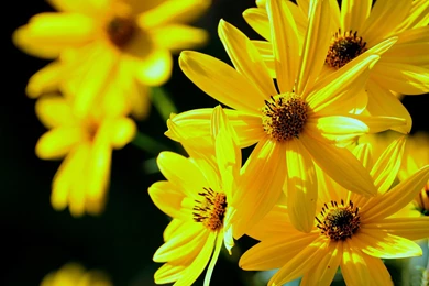 Flowers Wallpapers HD Wallpapers