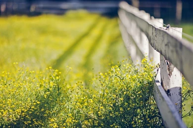 Special Yellow Flower Wallpapers