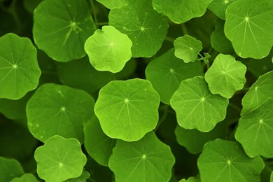 HTC Sensation HTC EVO 3D Nature Wallpapers 06