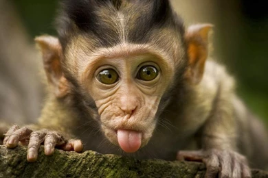 Wallpapers Of Monkeys   Wallpapers Zone