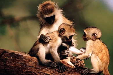 Monkeys Family Wallpapers