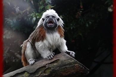 Tamarin Monkeys Wallpapers   Android Apps On Google Play