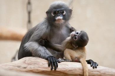 Monkey HD Wallpapers