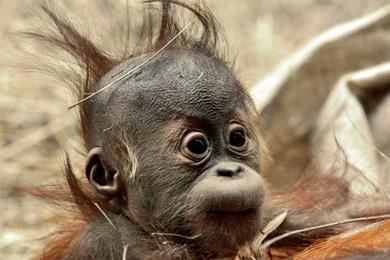 Monkey   Photo Wallpapers, Pictures With Monkeys