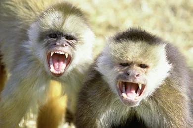 Animal Desktop Wallpapers: Capuchin Monkeys Wallpapers