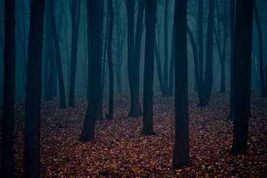 Dark Forest