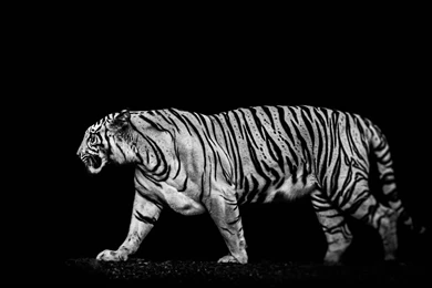 Tiger Out Of The Dark Uhd Wallpapers   Ultra High Definition ...