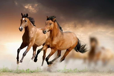 Horses Wallpapers