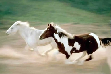 Free Horse Screensavers And Wallpapers   Wallpapers Cave