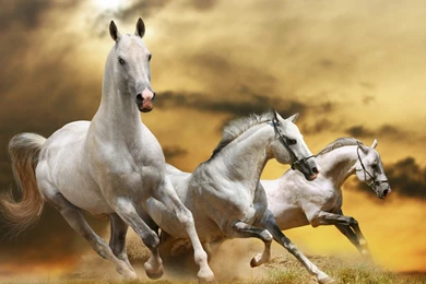 Horses HD Wallpapers