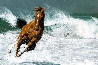 Horse Horse Running In Water On Beach HD Wide Wallpapers 2014 ...