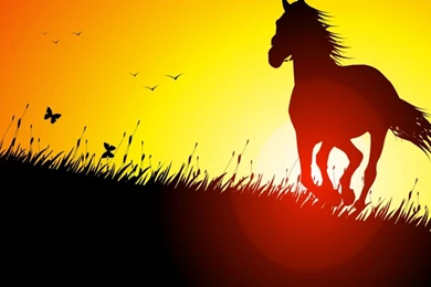 Wallpapers Horse Running At Sunset In A Meadow Cute 1024x768 ...