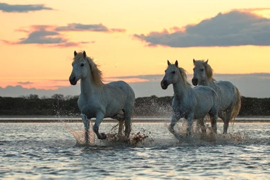 Running Horses Wallpapers HD Download In 4K Resolution