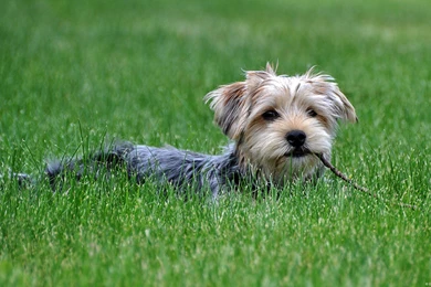 Hd Wallpapers For Windows 7 Laptop Nature Widescreen Ultimate Free ...