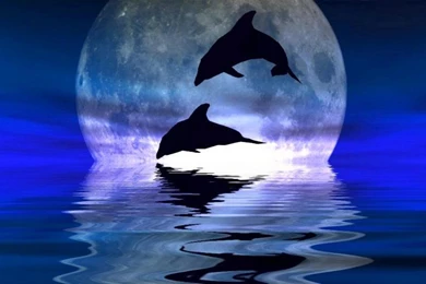 Wallpapers Of Dolphins   Wallpapers Cave