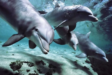 Dolphins Desktop Wallpapers   Wallpapers Zone