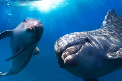 Dolphin Cartoon Wallpapers