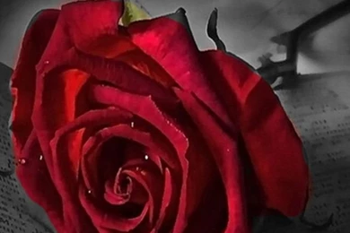 Wallpapers Download Free For Mobile Phones Hig