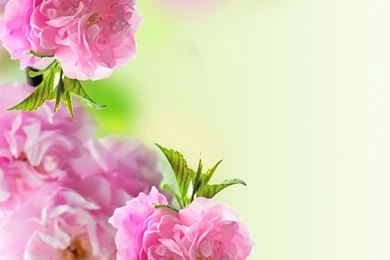 Download Free All Categories Mobile Phone Wallpapers For All ...