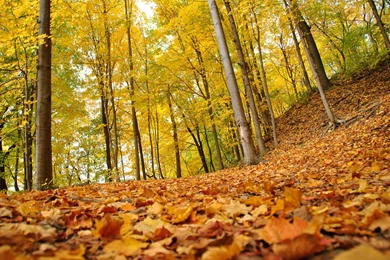 25+ Fall Wallpapers, Backgrounds, Pictures, Images