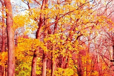Natural Backgrounds Fall Wallpapers