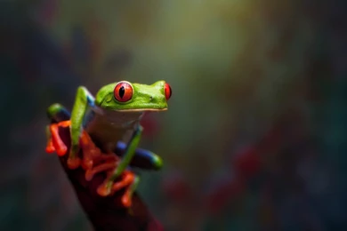 Red Eyed Tree Frog Macro Nature Hd Wallpapers Zoomwalls