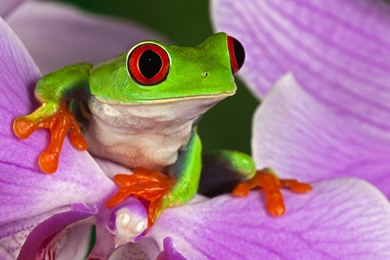 Red Eyed Tree Frog On Purple Flower