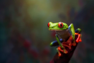 Animals, Frog, Amphibian, Red Eyed Tree Frogs Wallpapers HD ...