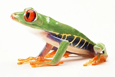 SuperHD.pics: Red Eyed Tree Frog Amphibians Frogs White Backgrounds ...