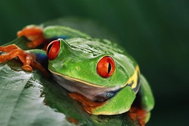 Nature Frogs Red eyed Tree Frog Amphibians Wallpapers
